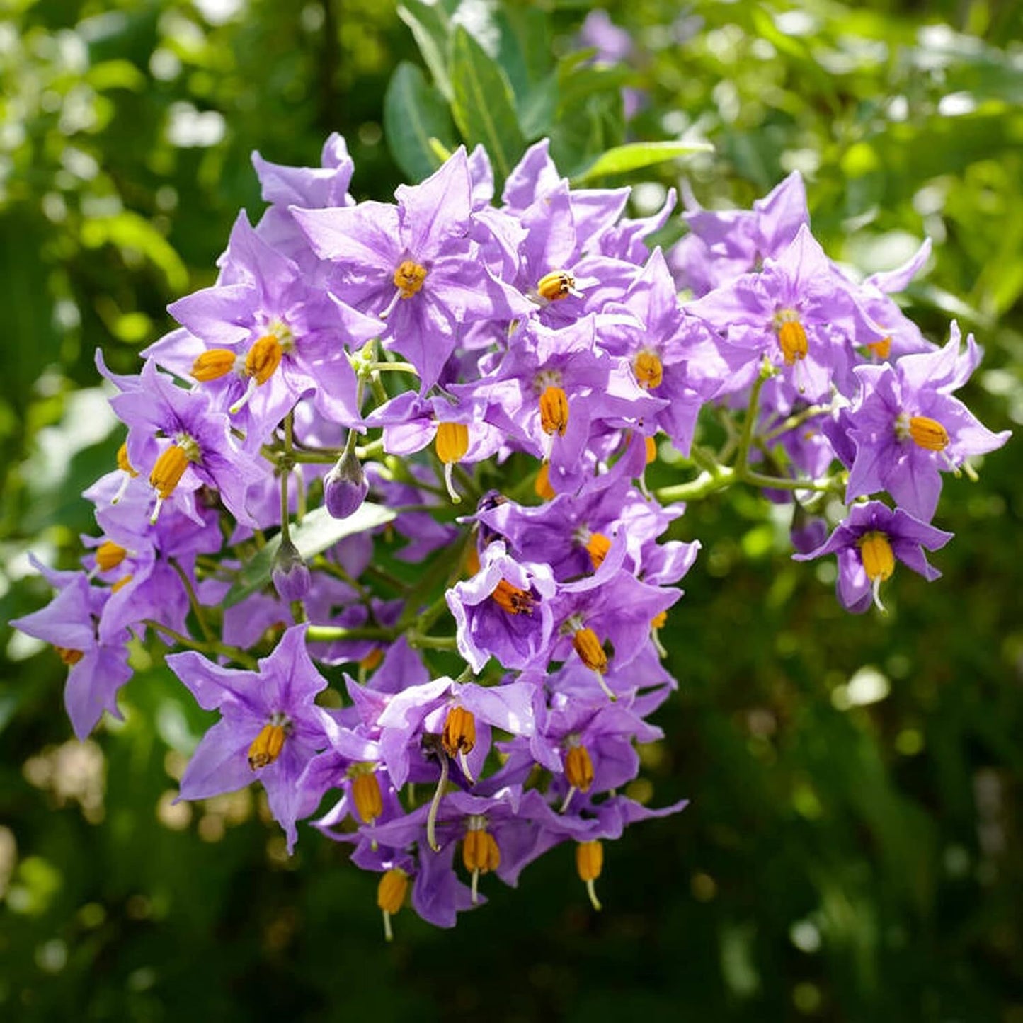 Solanum Glasnevin (9cm) V1