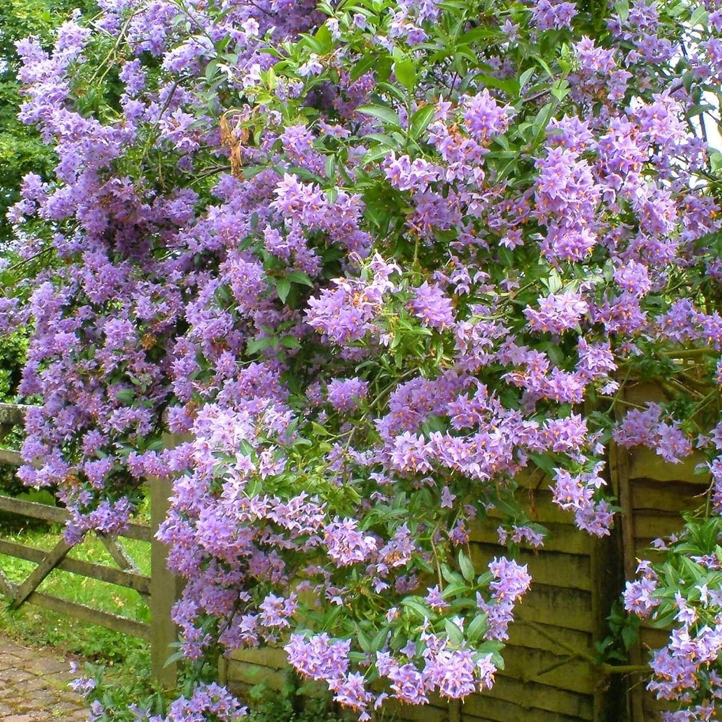 Solanum Glasnevin (9cm) V1