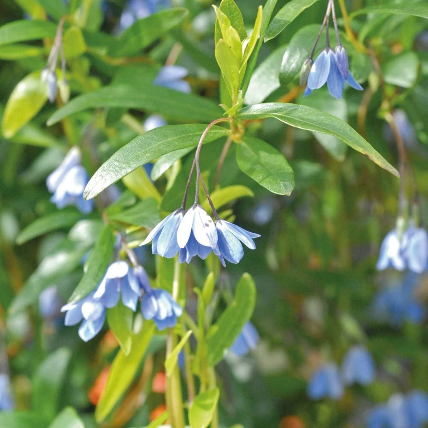 Sollya Heterophylla