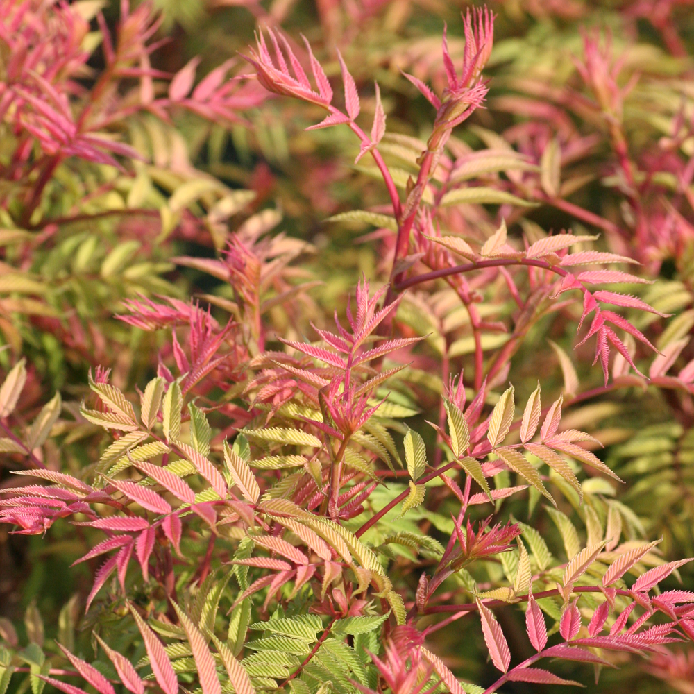 Sorbaria Sem (9cm)