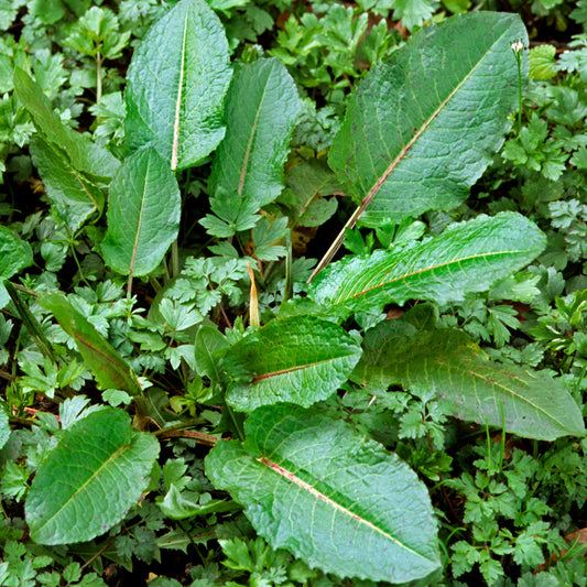 Herb - Sorrel Broadleaved