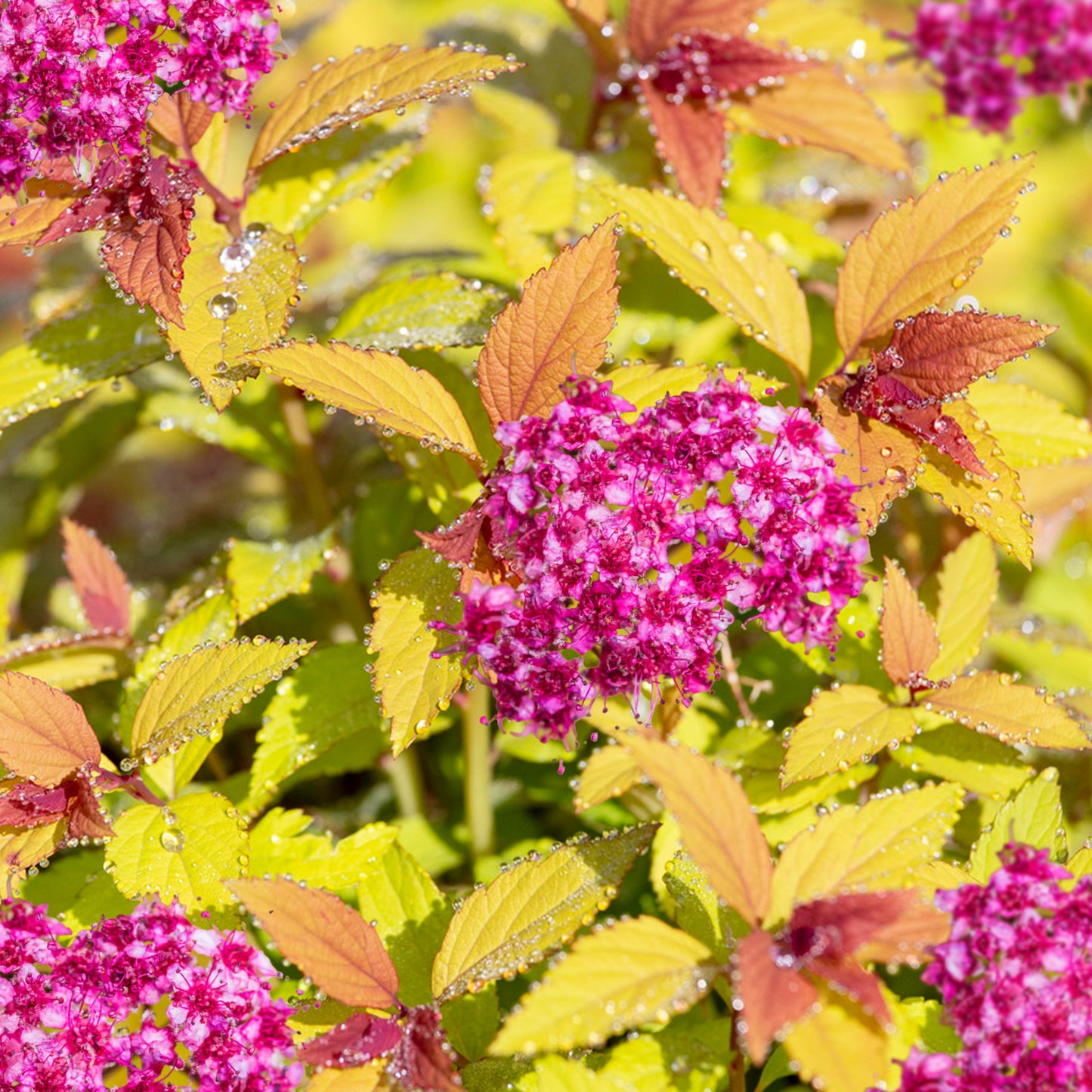 Spiraea Magic Carpet