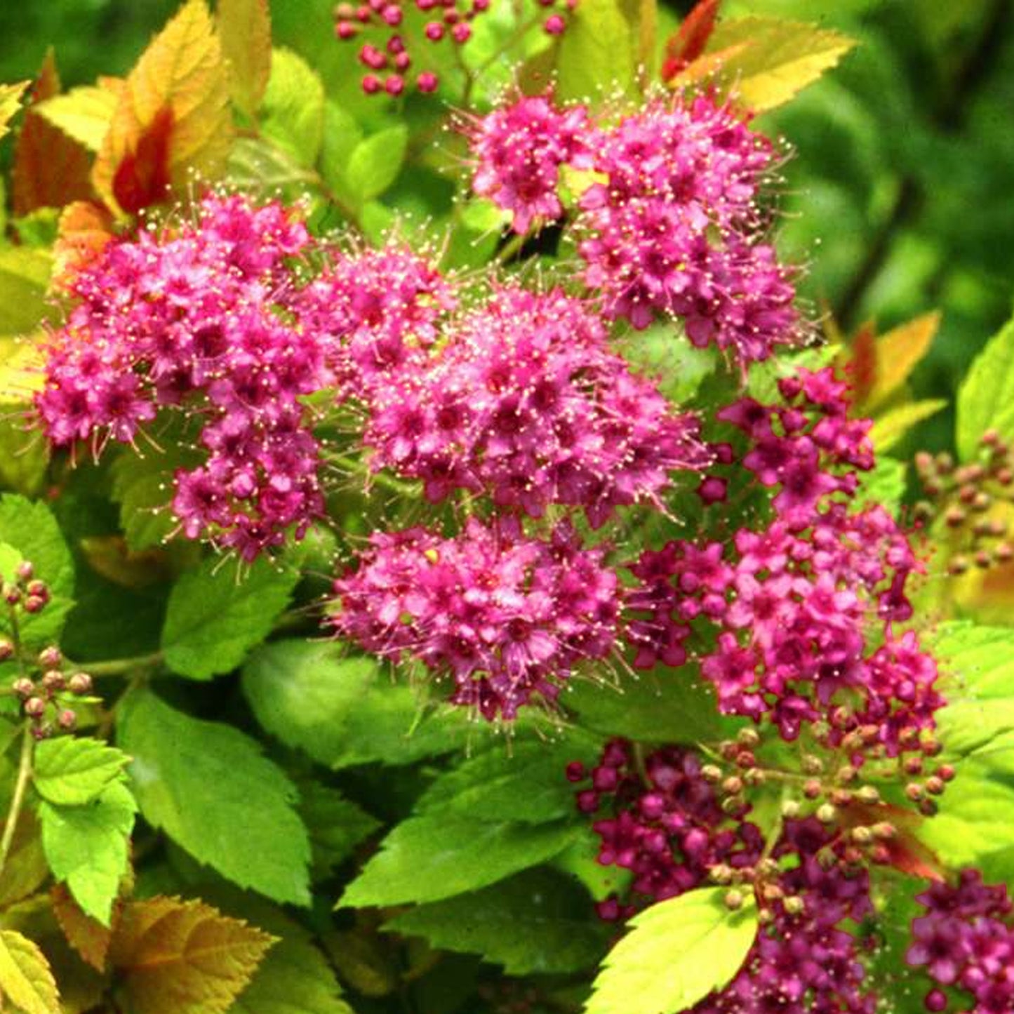 Spiraea Magic Carpet