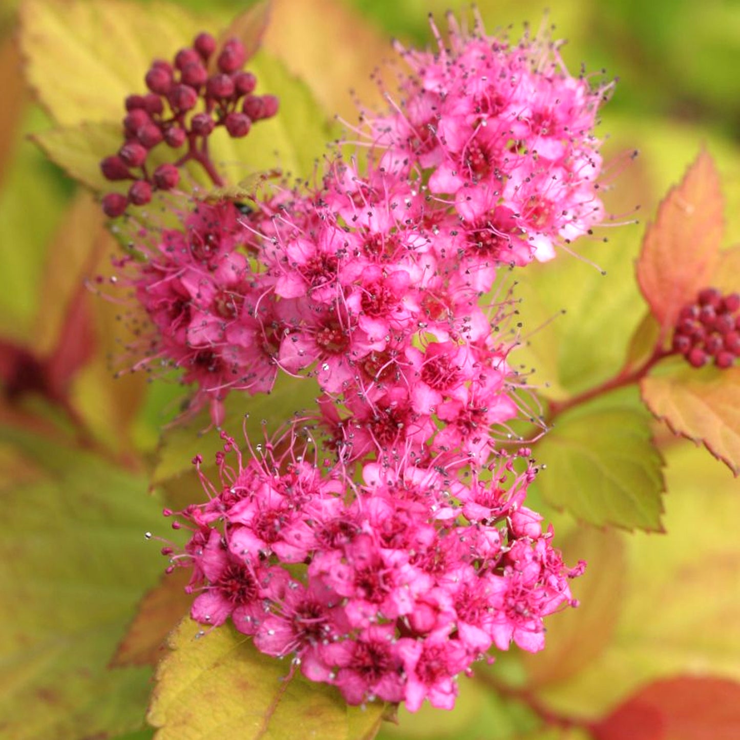 Spiraea Magic Carpet