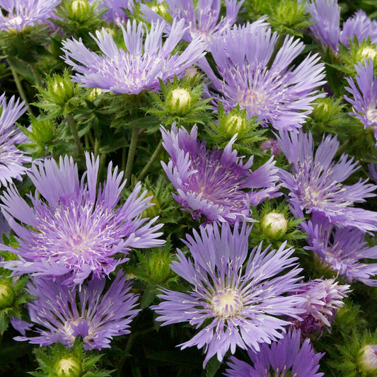 Stokesia Mels Blue