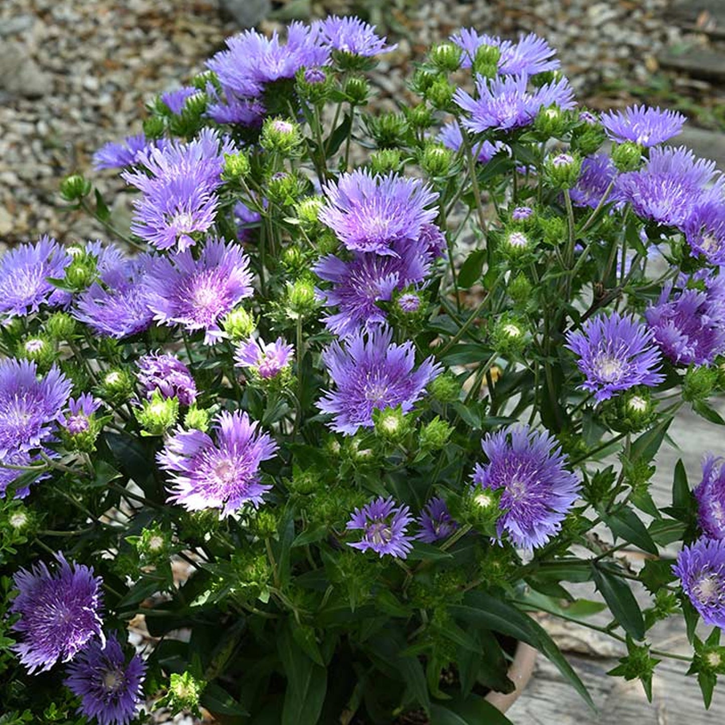 Stokesia Mels Blue