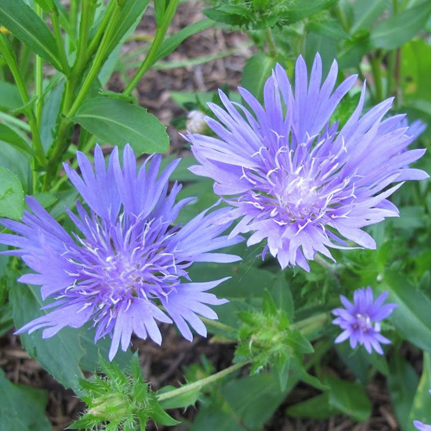 Stokesia Mels Blue