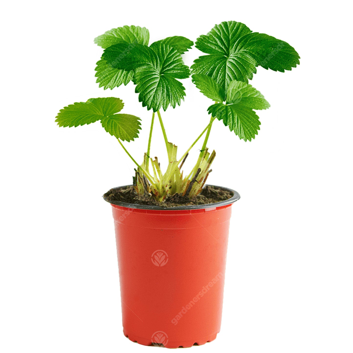 Strawberry Korona (9cm)