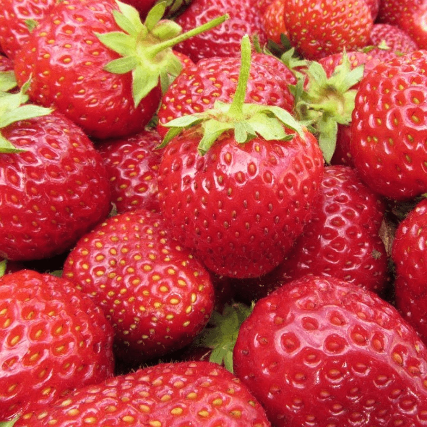 Strawberry Korona (9cm)