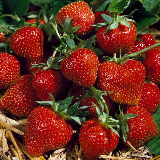 Strawberry Korona (9cm)