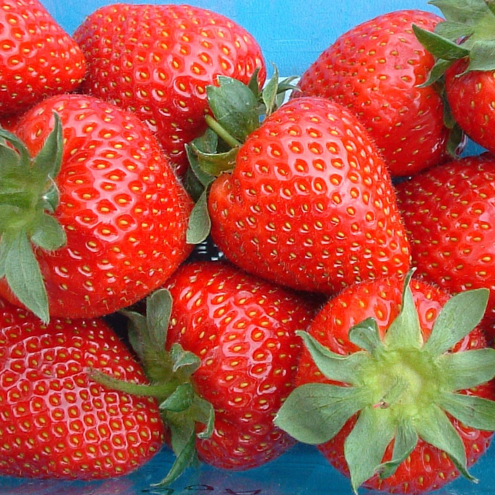 Strawberry Sweetheart (Bare Root, 5-25 Plants)