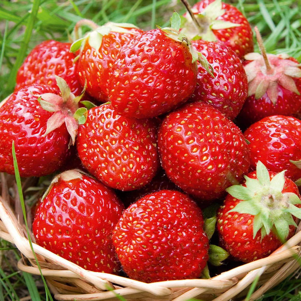 Strawberry Sweetheart (Bare Root, 5-25 Plants)