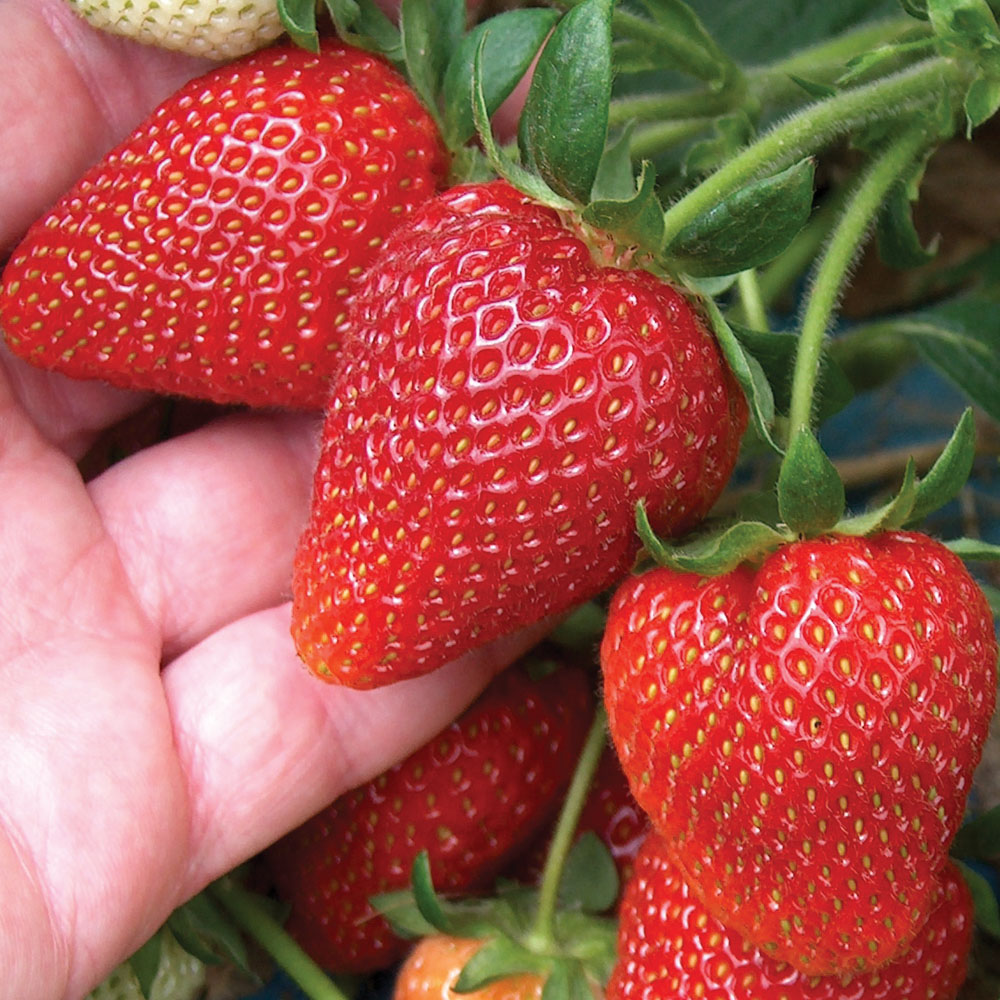 Strawberry Sweetheart (Bare Root, 5-25 Plants)