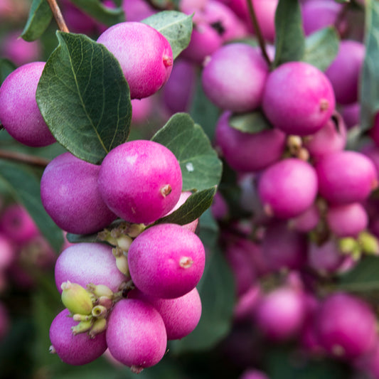 Symphoricarpos Magical Candy