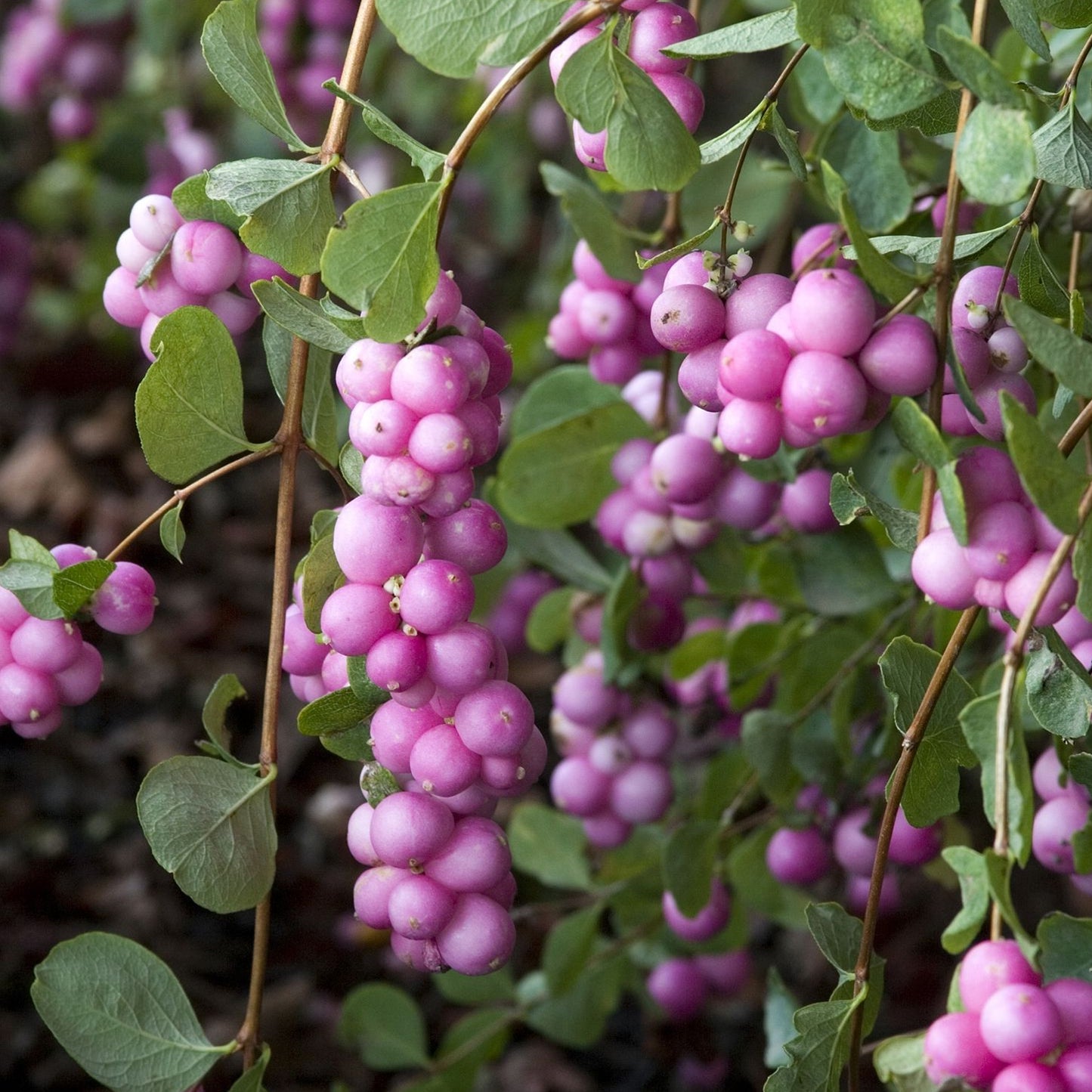 Symphoricarpos Magical Candy