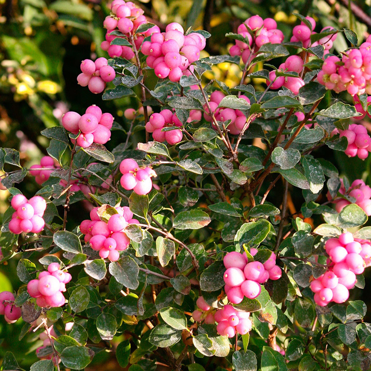 Symphoricarpos Magical Candy