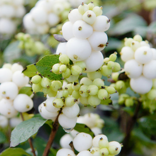 Symphoricarpos Magical Galaxy