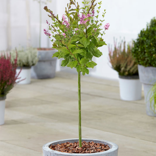 Syringa Minuet Patio Tree