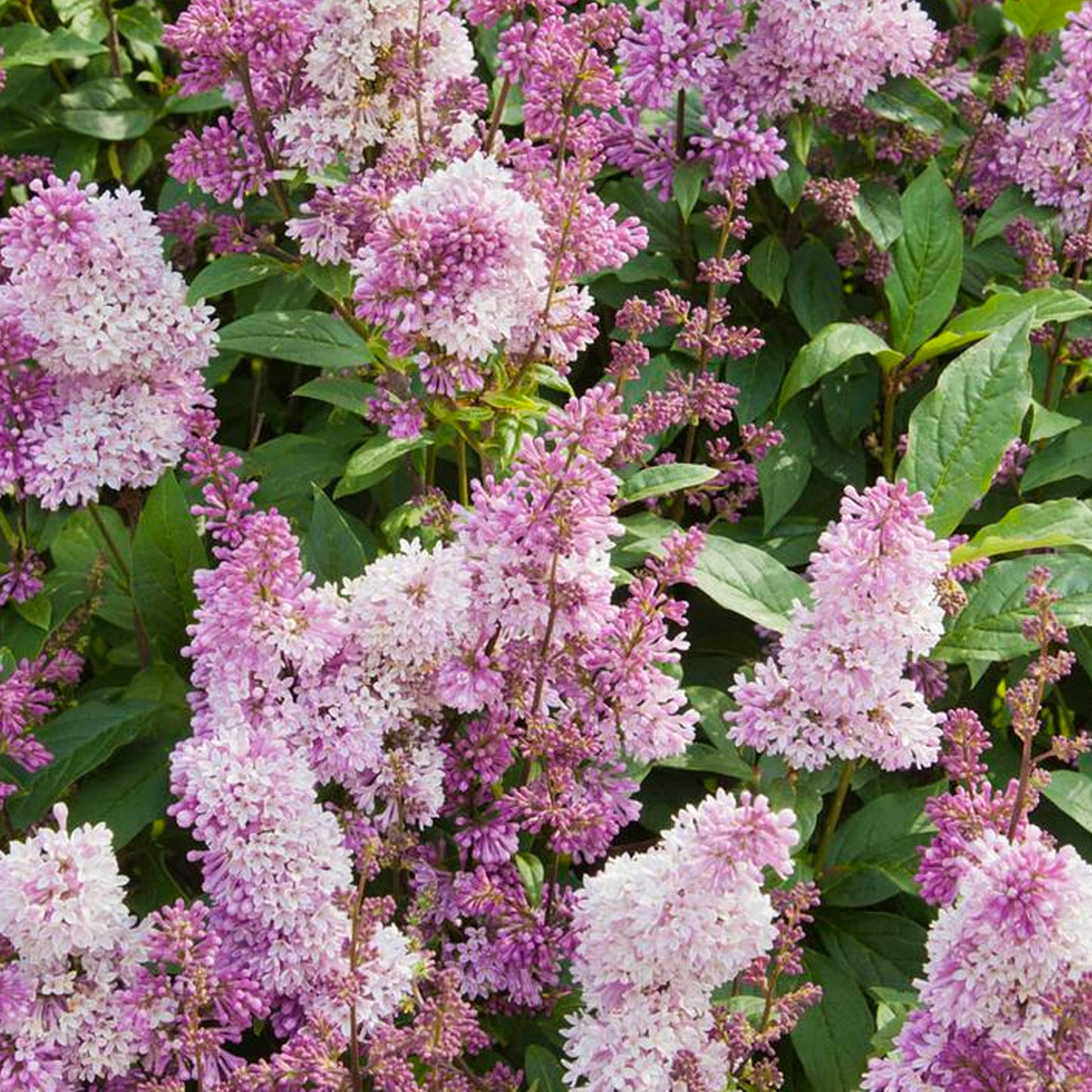 Syringa Minuet Patio Tree