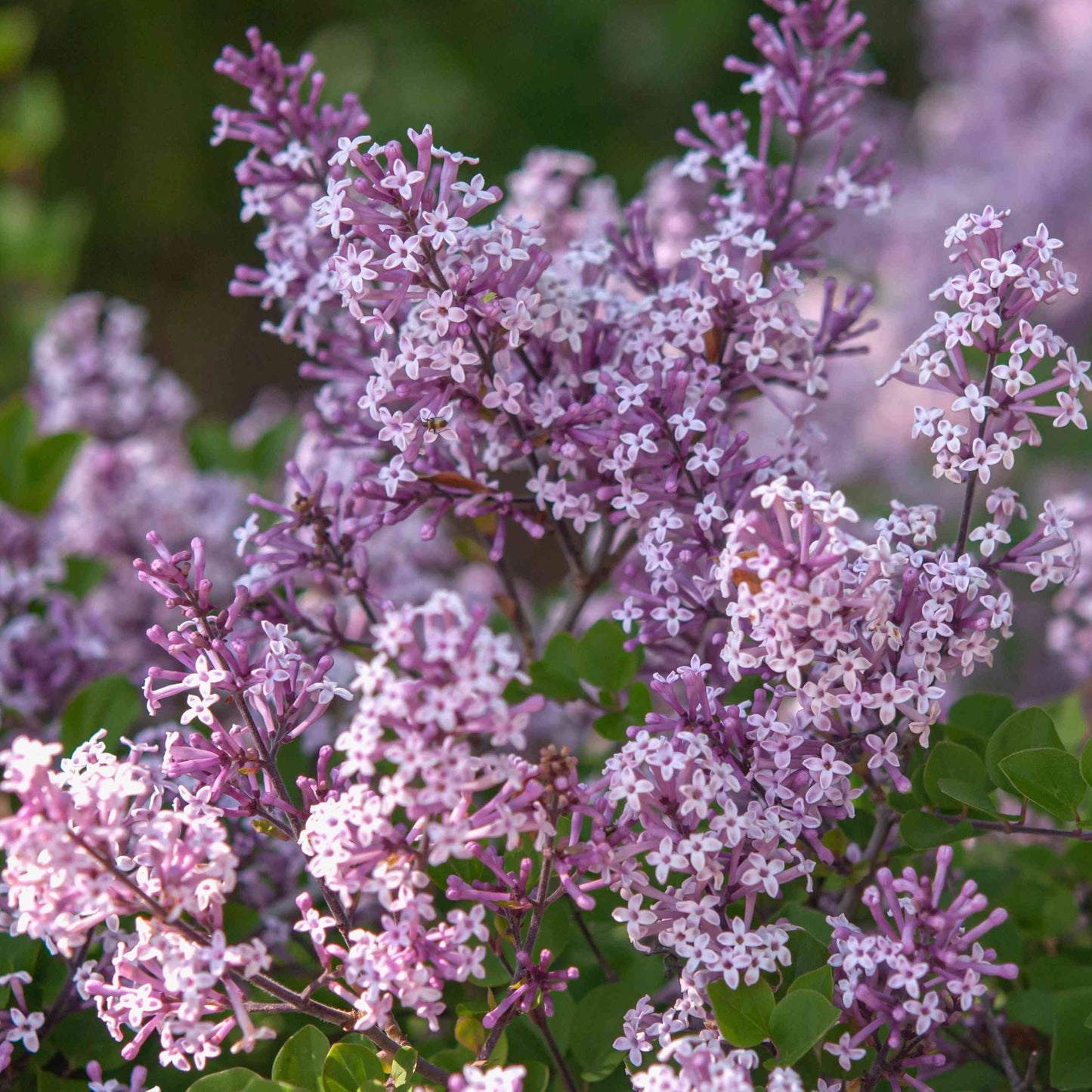 Syringa Miss Kim