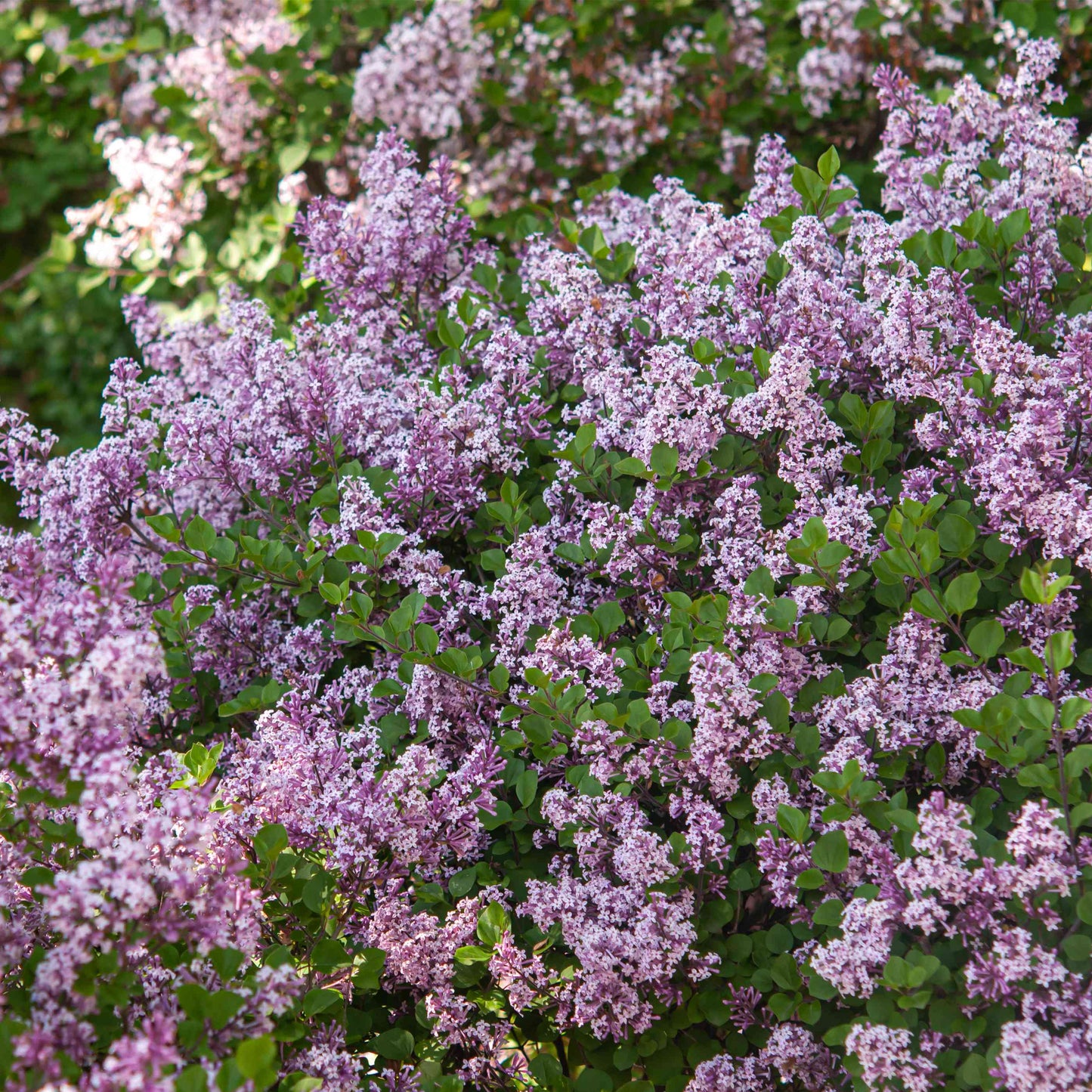 Syringa Miss Kim