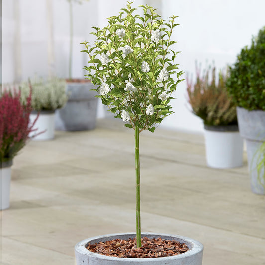 Syringa White Patio Tree