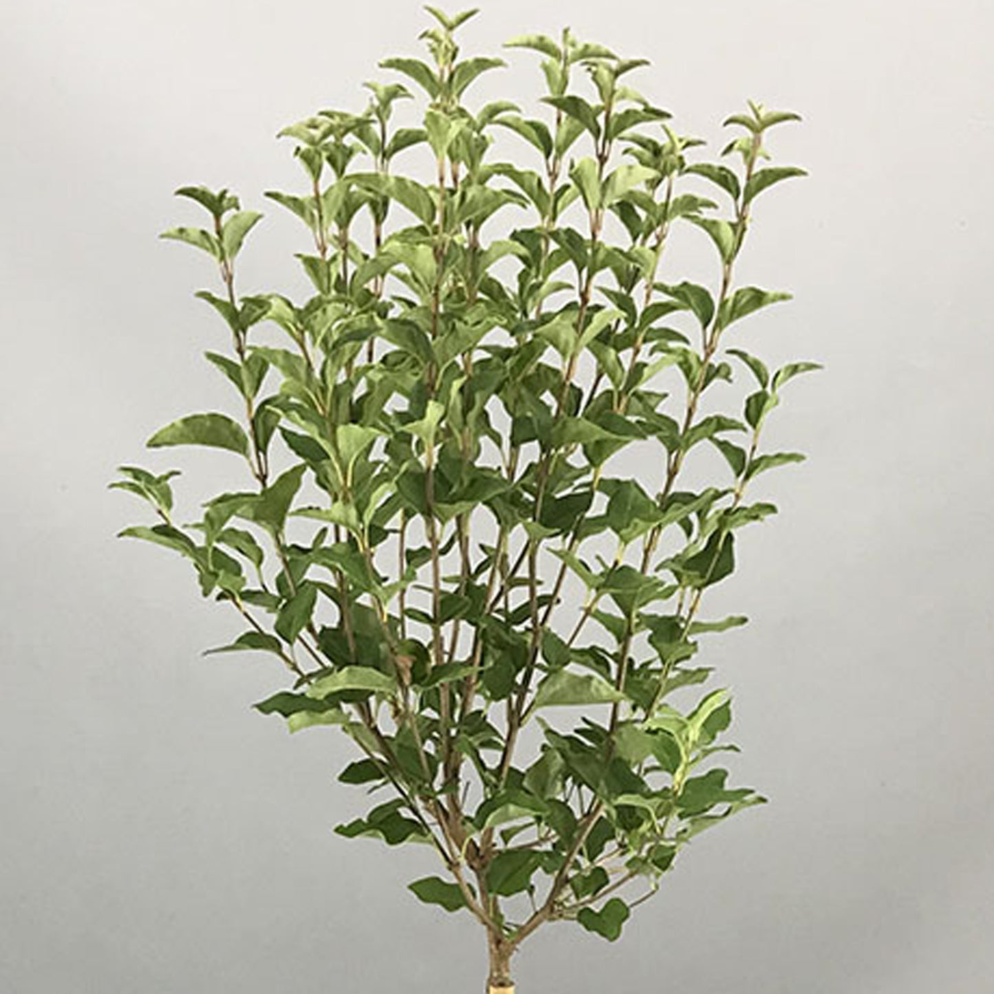 Syringa White Patio Tree