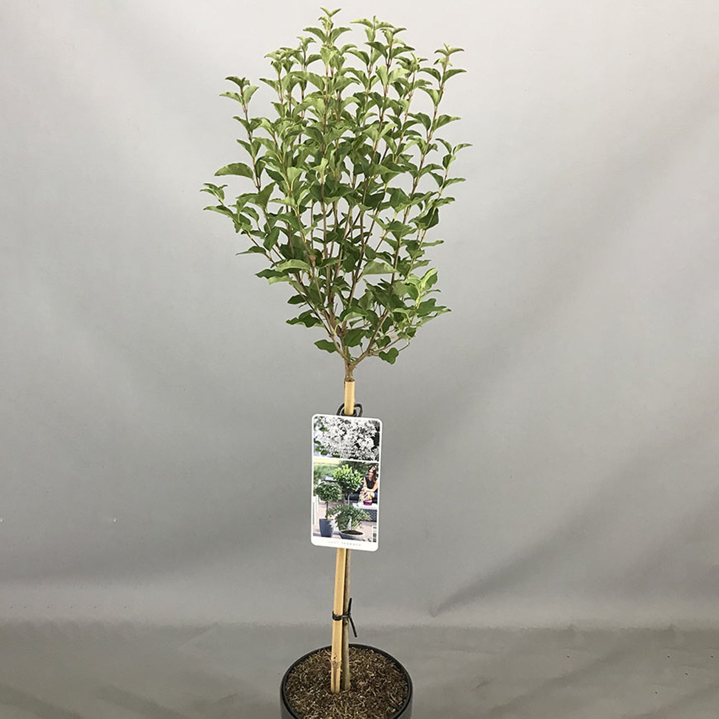 Syringa White Patio Tree