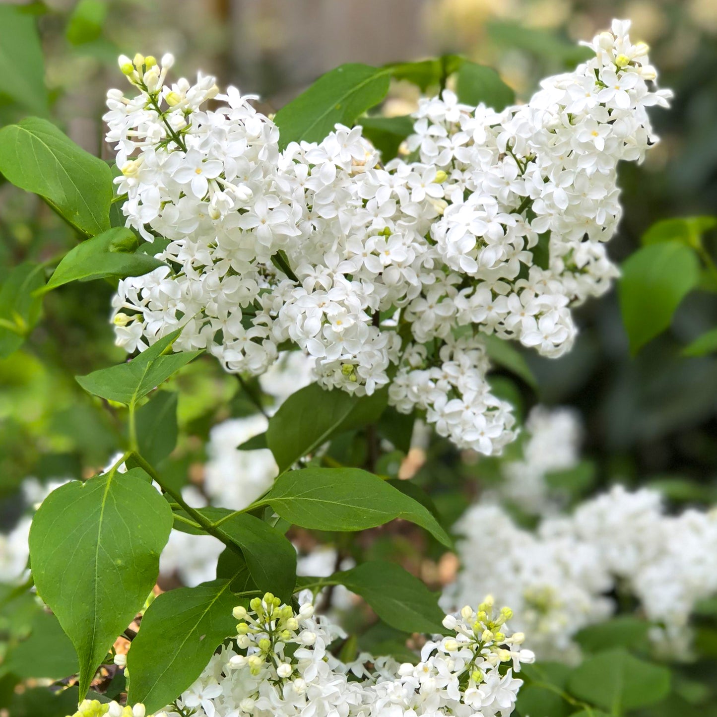 Syringa White Patio Tree