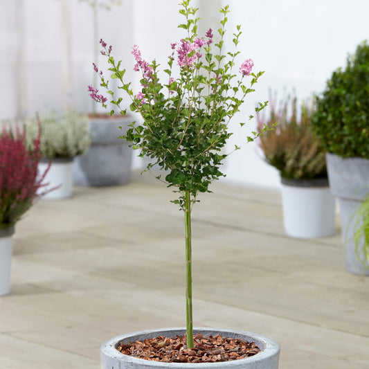 Syringa Palibin Patio Tree