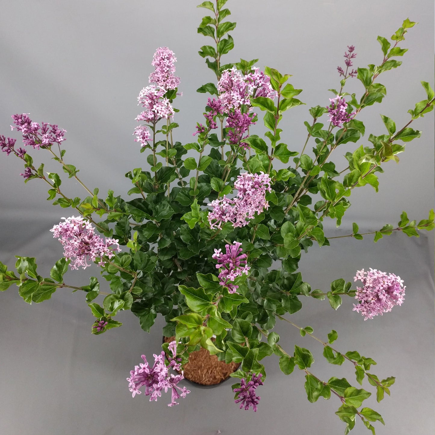 Syringa Palibin Patio Tree