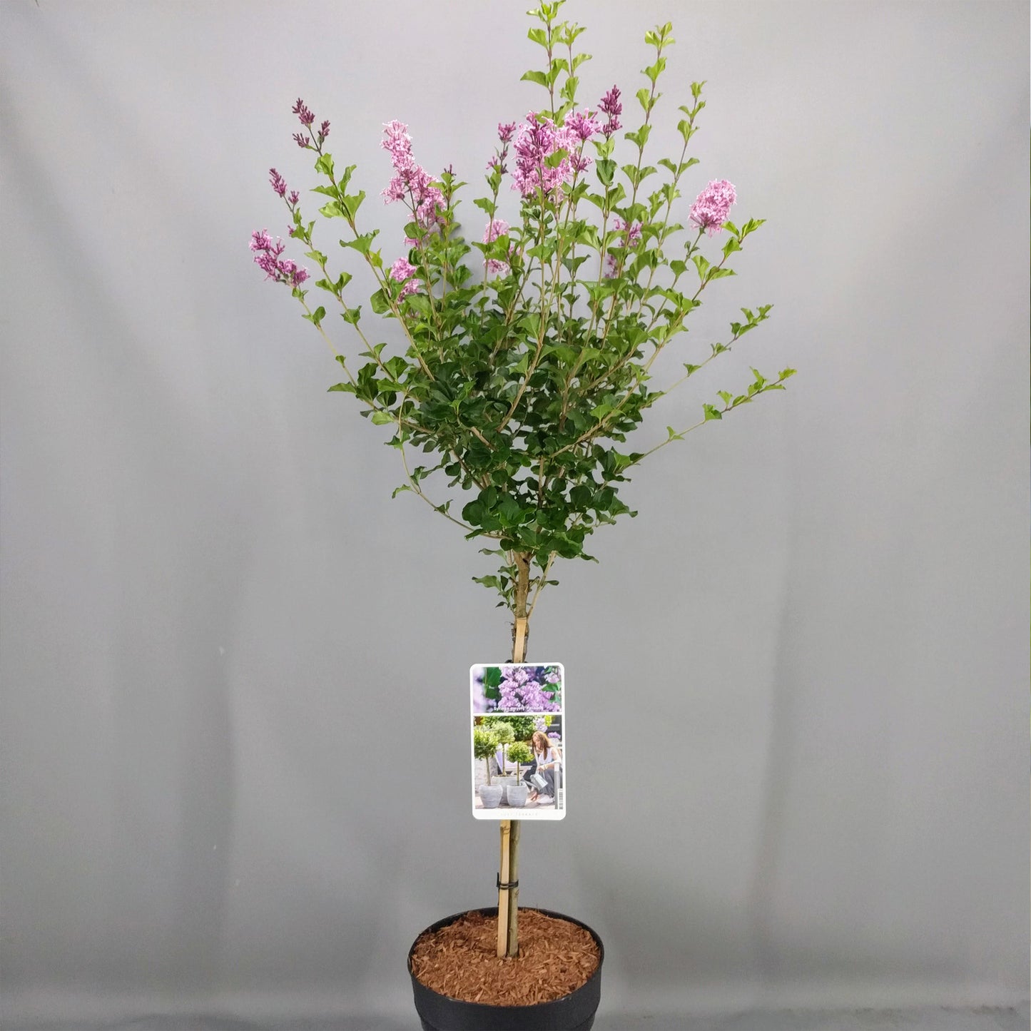 Syringa Palibin Patio Tree