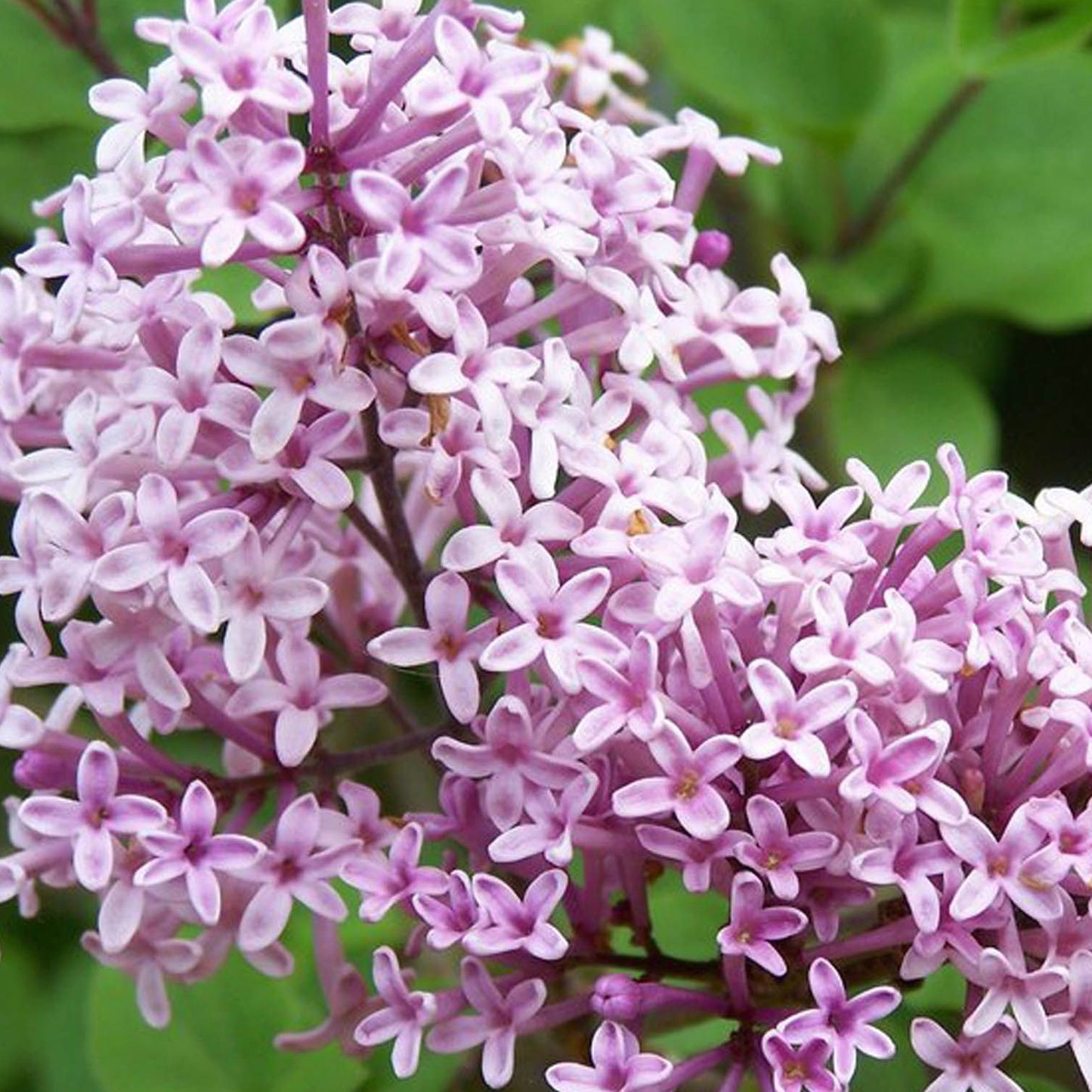 Syringa Palibin Patio Tree