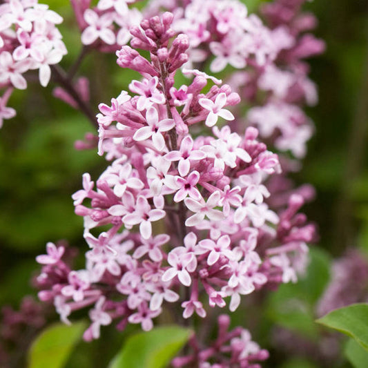 Syringa Palibin