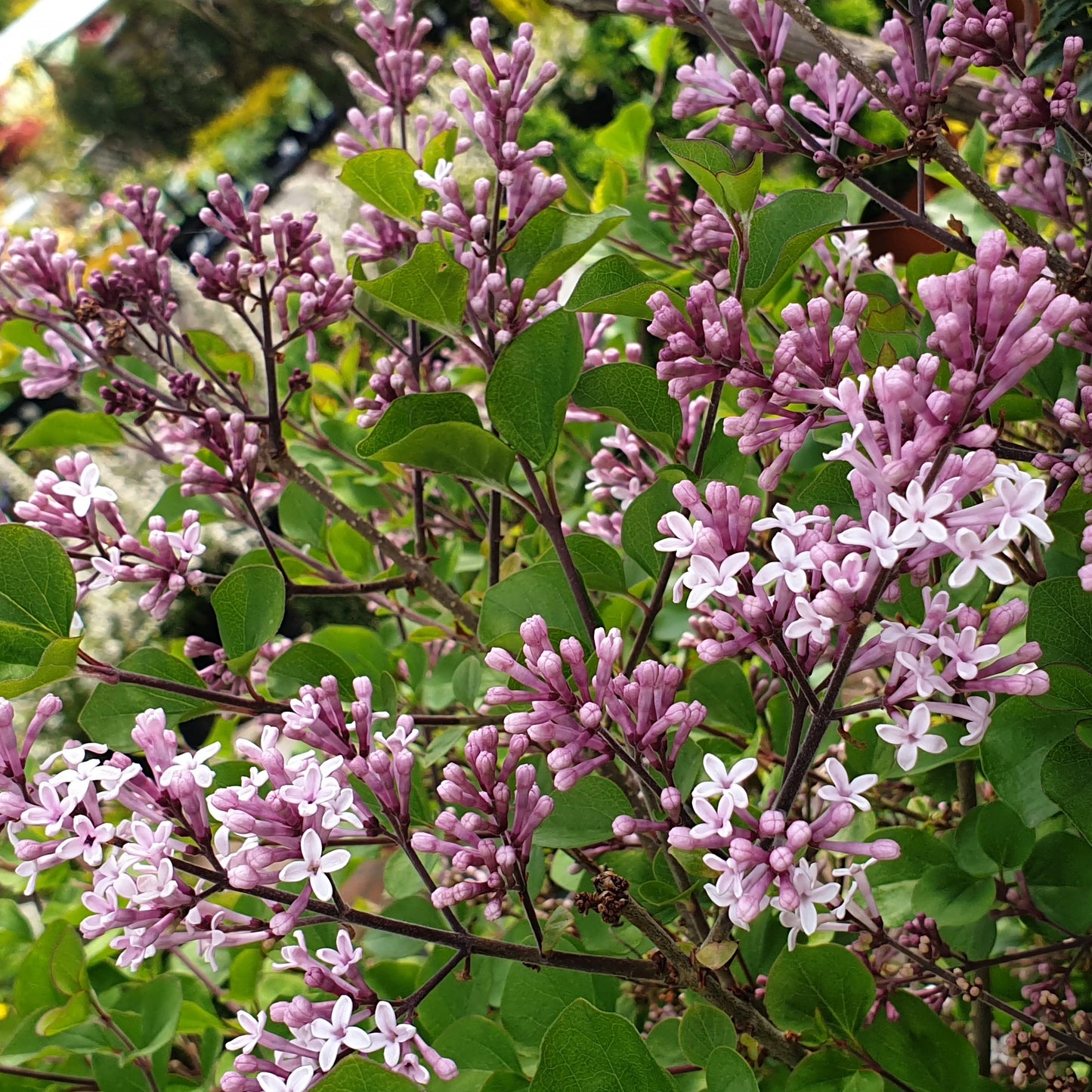 Syringa Palibin