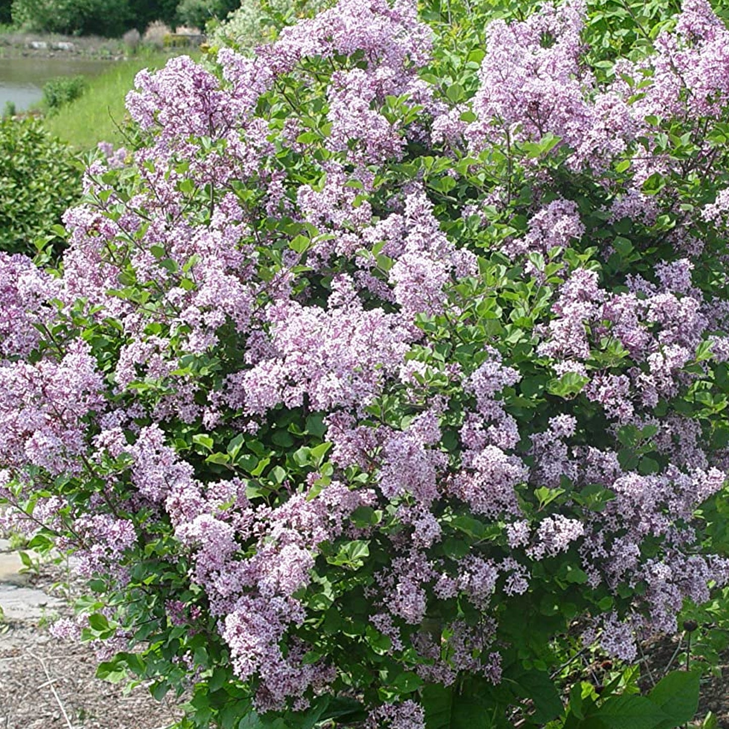 Syringa Palibin