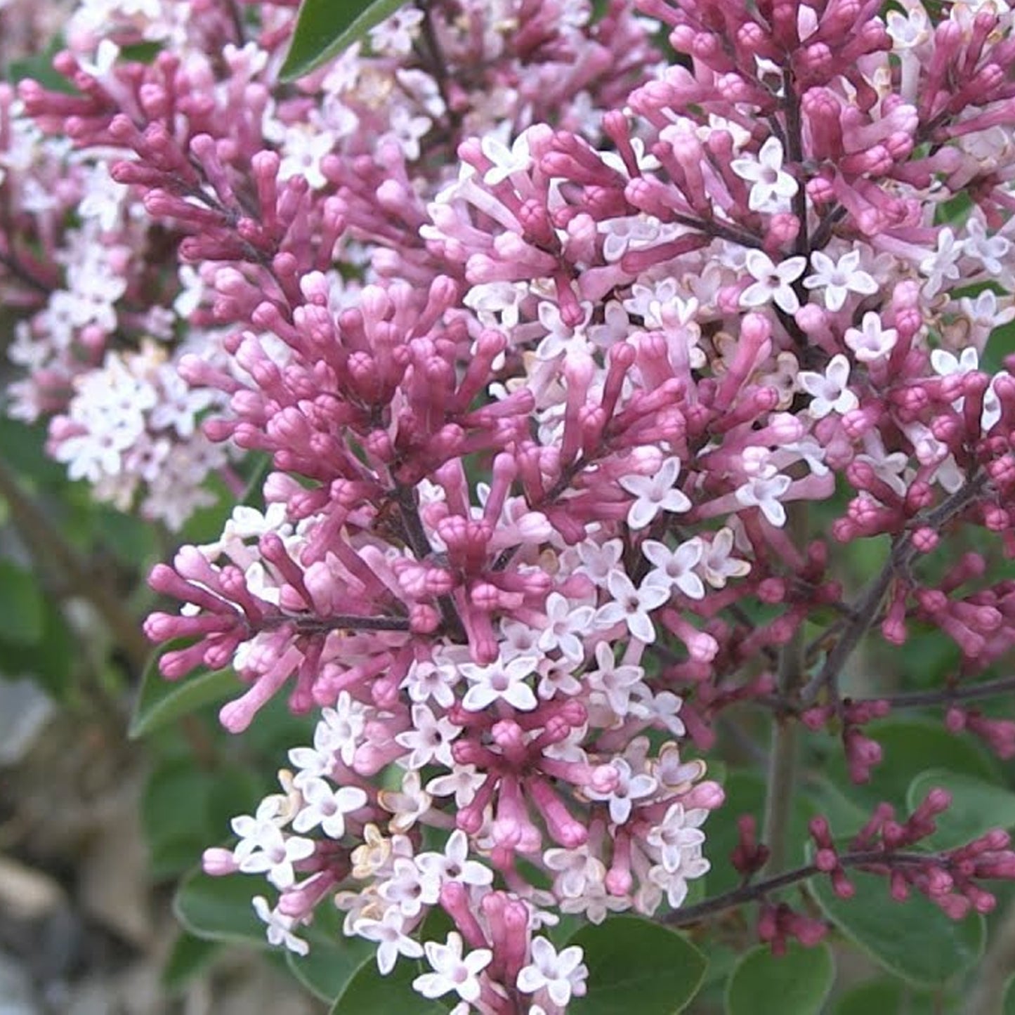 Syringa Red Pixie