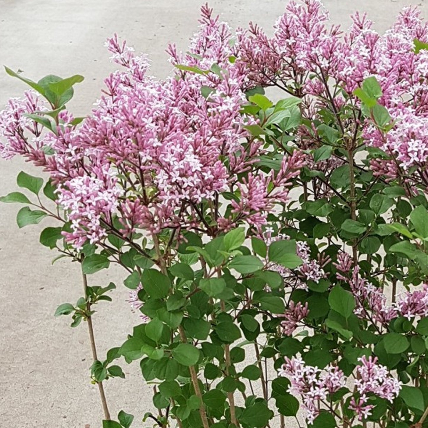 Syringa Red Pixie