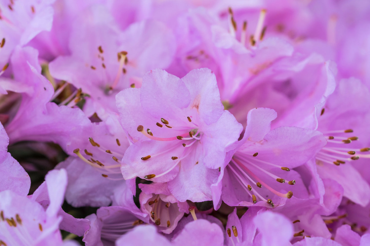 Rhododendron Snipe (1L)