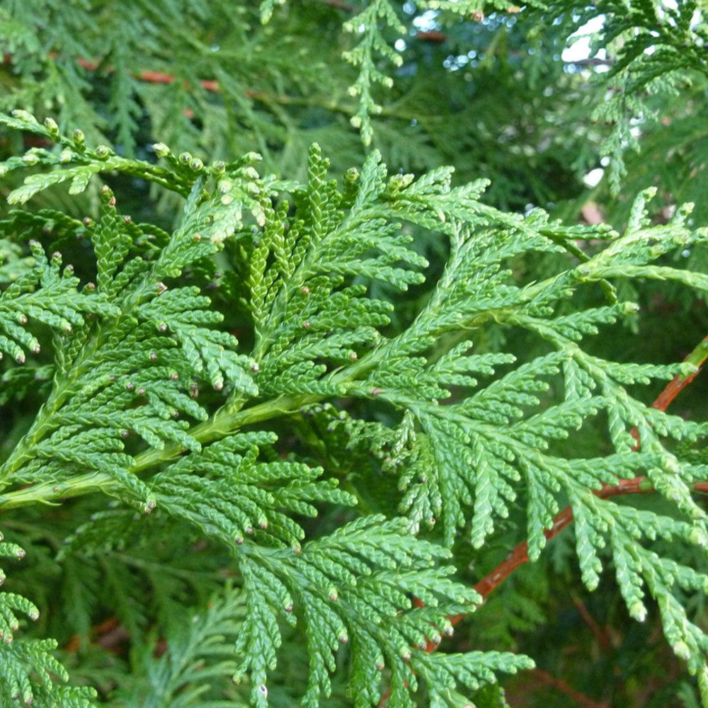 Thuja Atrovirens