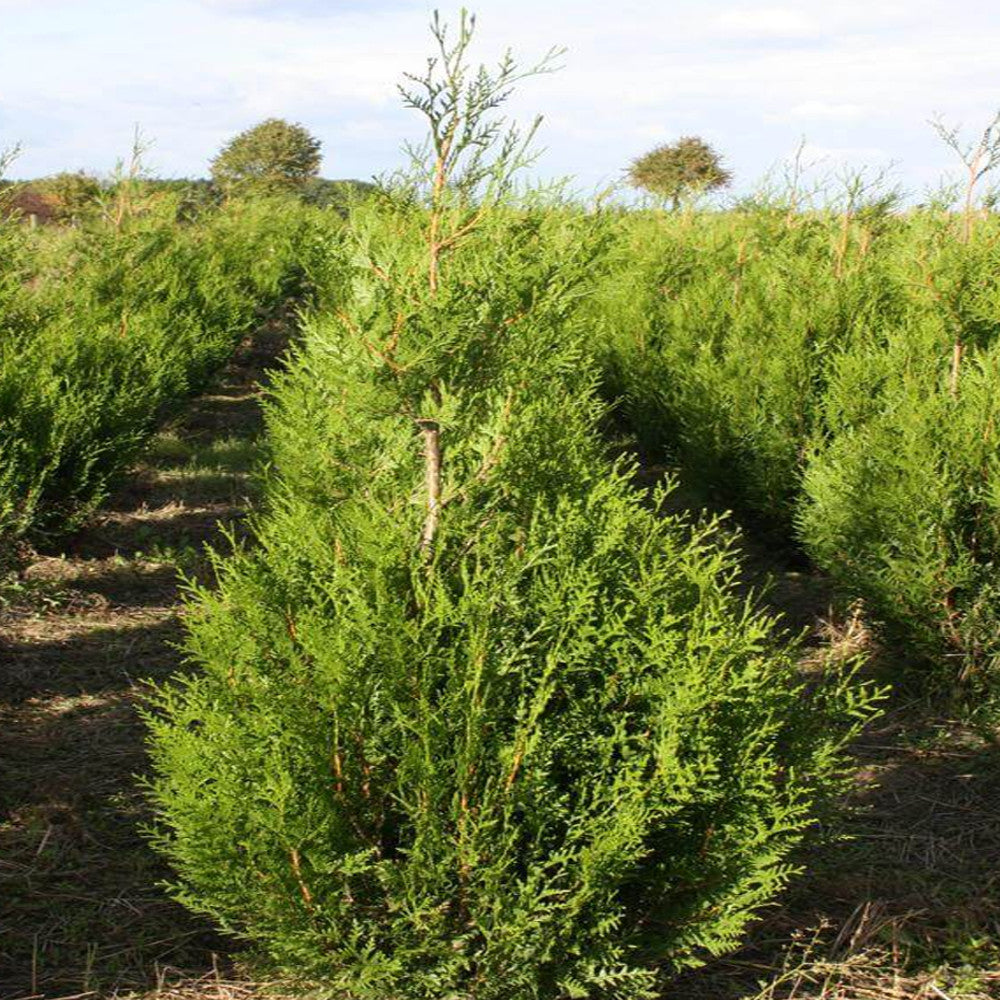 Thuja Atrovirens