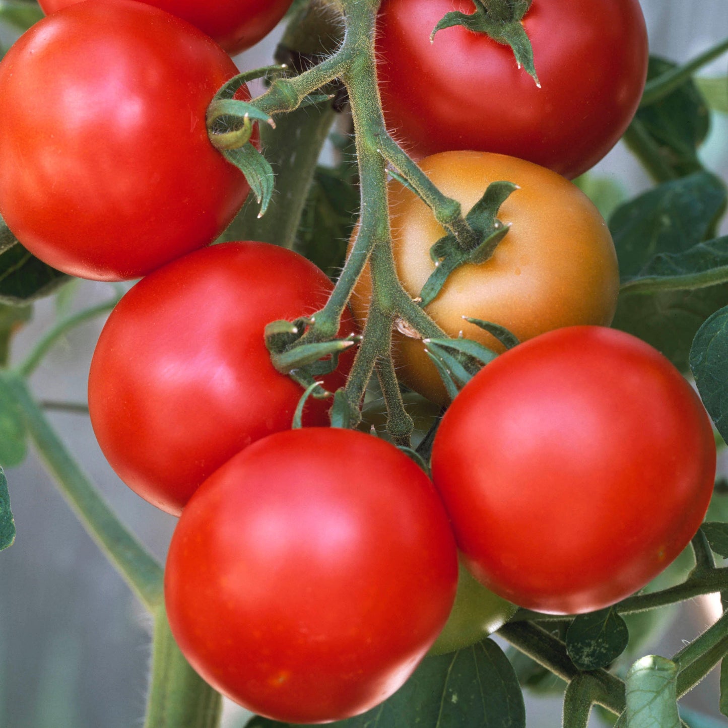 Tomato Seeds - Grow your Own