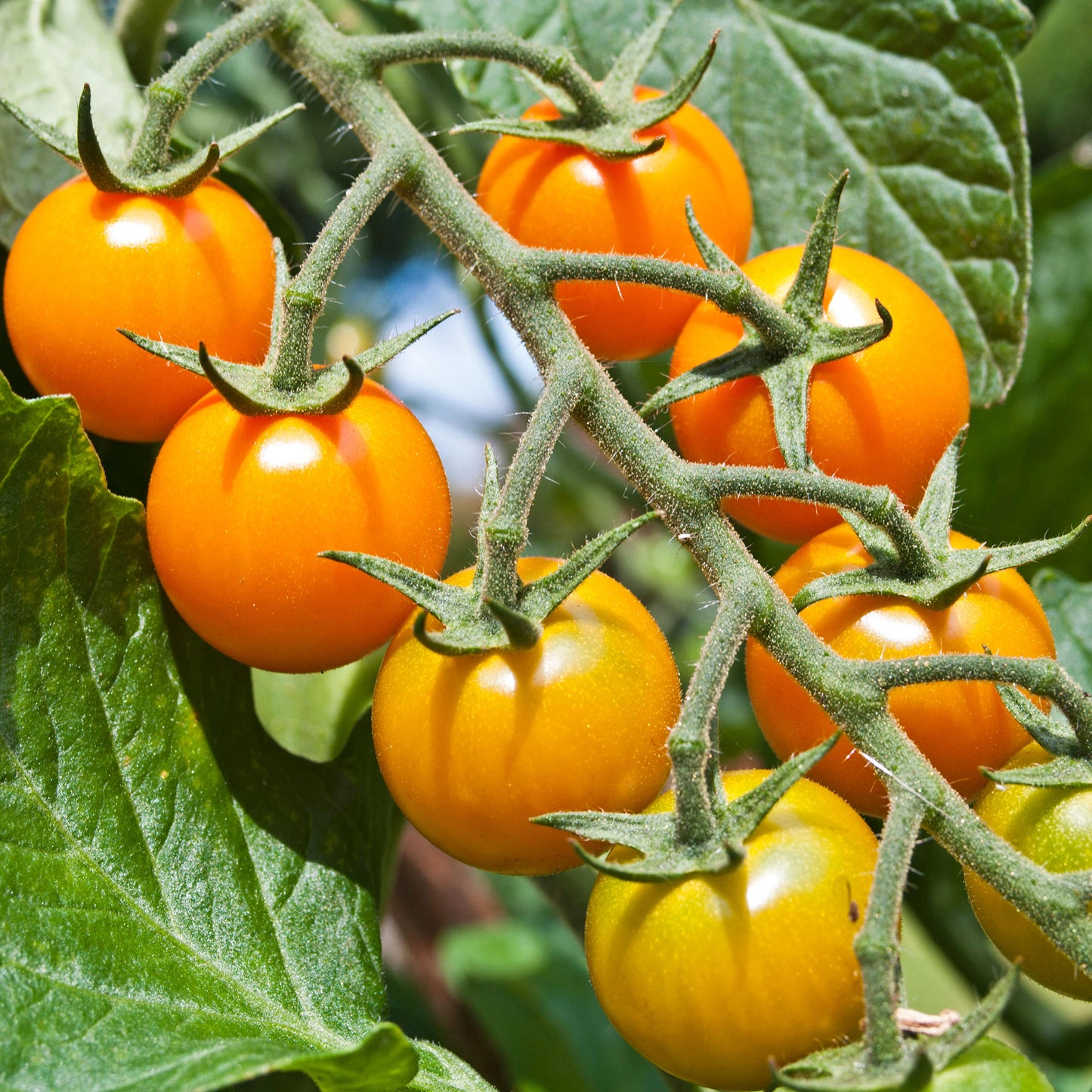 Tomato Seeds - Grow your Own