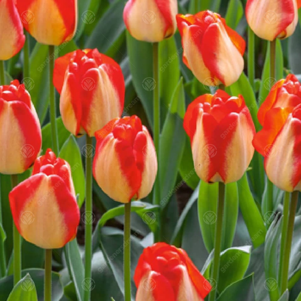 Tulips American Dream -MASTER-