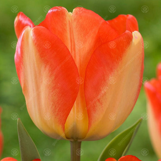 Tulips American Dream -MASTER-