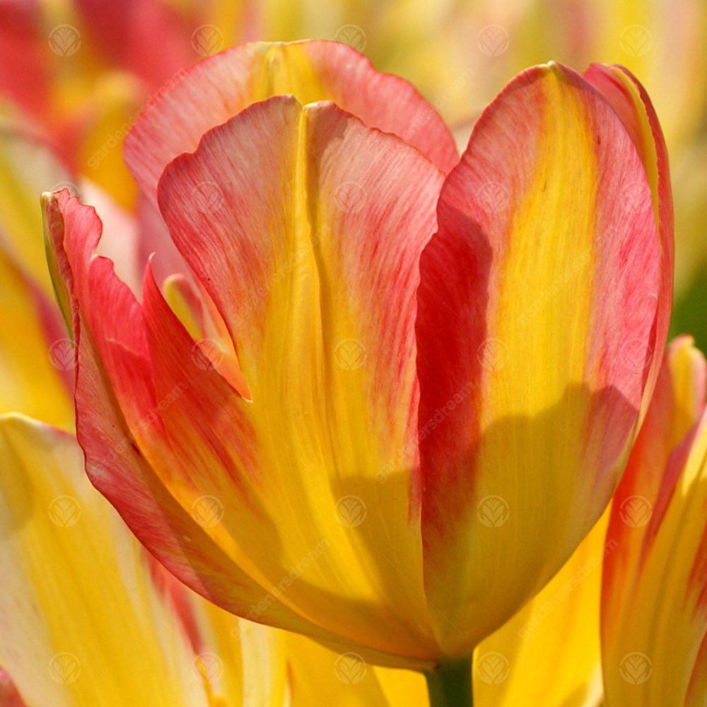 Tulips Antoinette -MASTER-