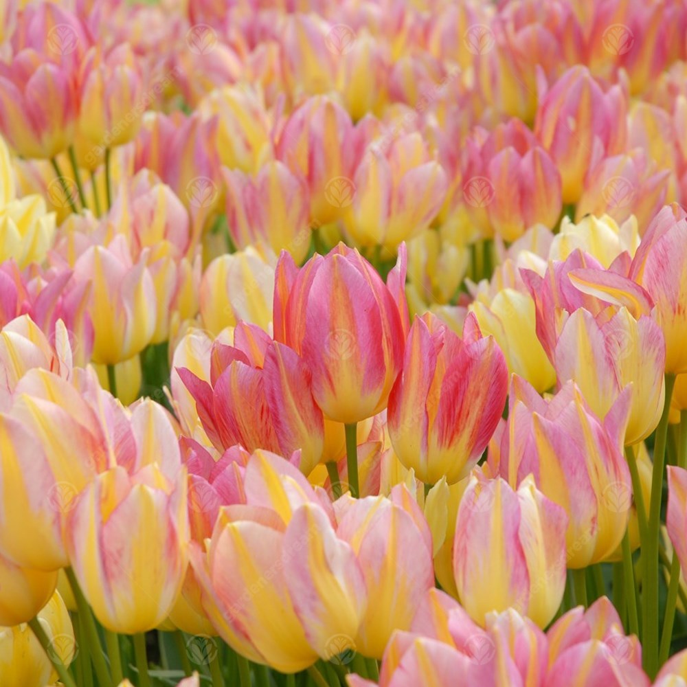 Tulips Antoinette -MASTER-