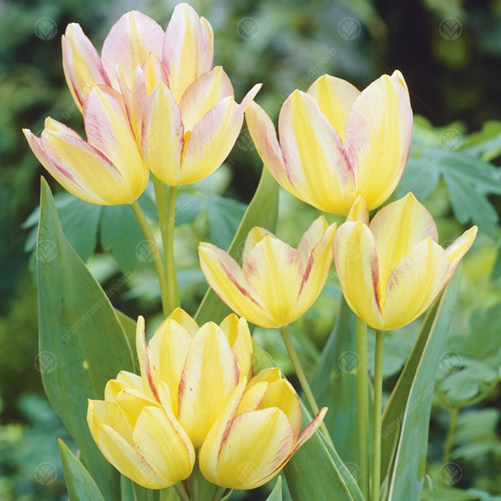 Tulips Antoinette -MASTER-