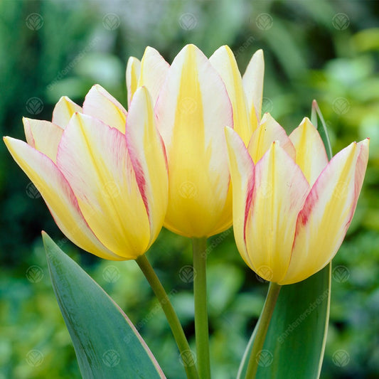 Tulips Antoinette -MASTER-