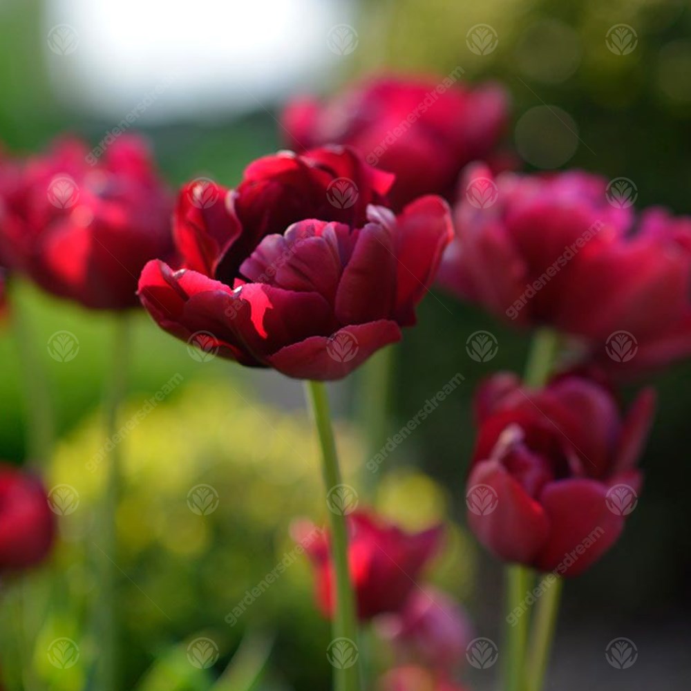 Tulips Antraciet -MASTER-